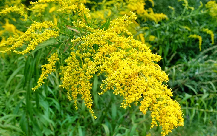 Blühende Ambroisapflanze