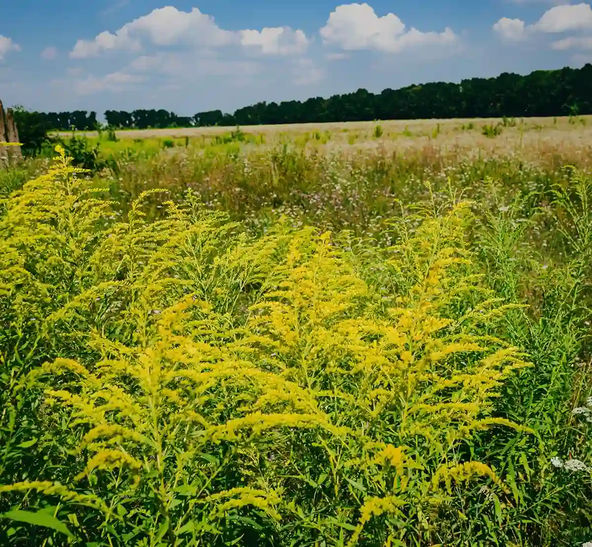 Ambrosiapflanzen auf einer Wiese