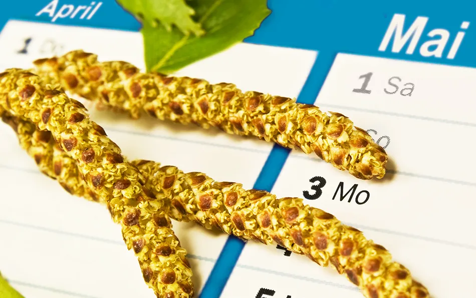 Blütenpollen vor einem Kalender