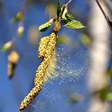 Birkenblüte mit Pollen als Rauch dargestellt