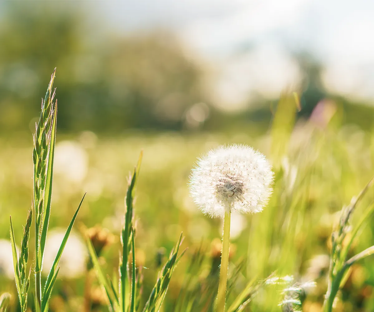 Gräser und Pusteblume im Vordergrund einer verschwommenen Wiese