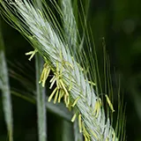 Eine Getreideäre