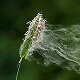 Eine Grasblüte mir Pollen als Rauch