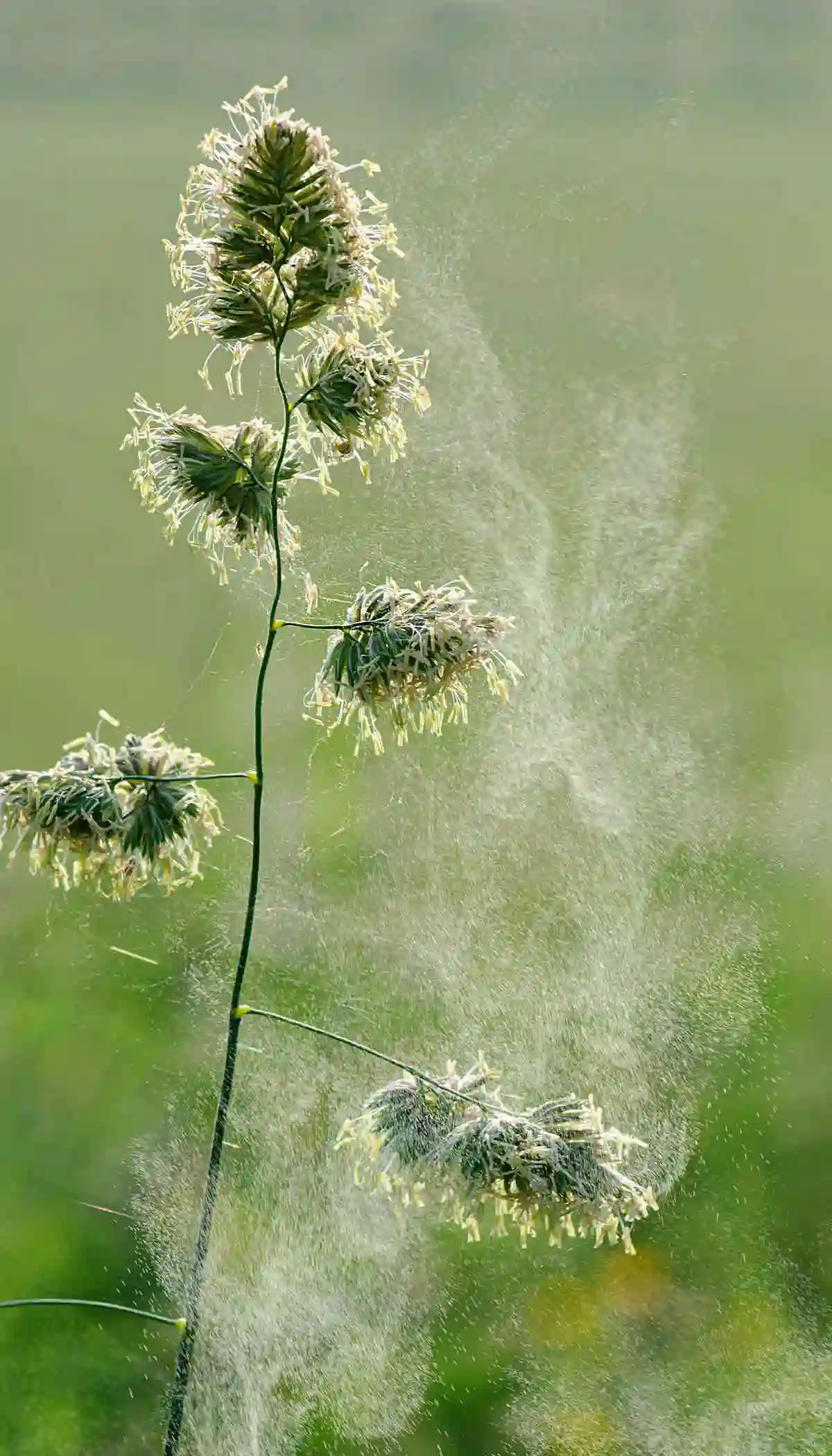 Eine blühende Pflanze mit einer Wolke aus Pollen drum herum