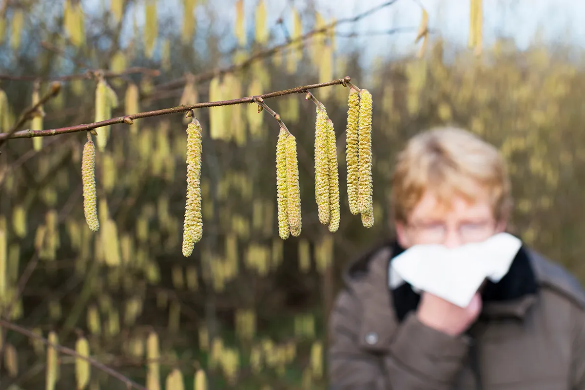 Im Vordergrund sind Haselblüten und im Hintergrund verschwommen putzt sich jemand die Nase