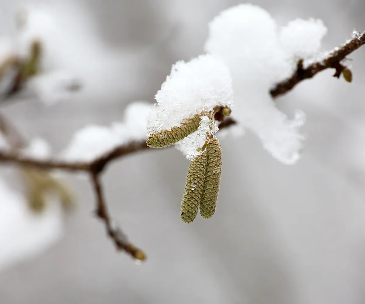 Schneebedeckte Blüte am Strauch
