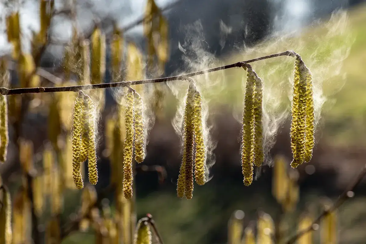 Strauchblüten mit rauchähnliche Wolken aus Pollen drum herum