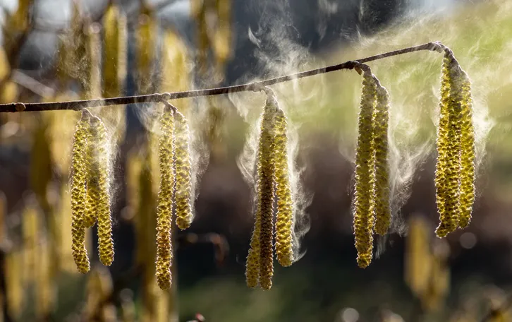 Strauchblüten mit rauchähnliche Wolken aus Pollen drum herum