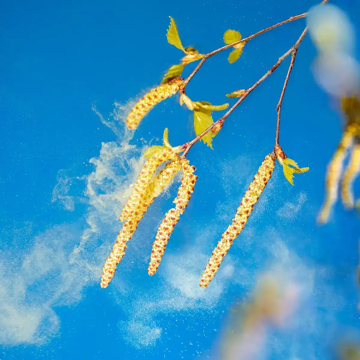 Nasenspray sicher verträglich bei Heuschnupfen Strauchblüten mit rauchähnliche Wolken aus Pollen drum herum