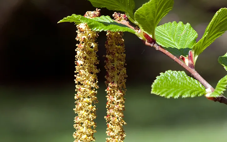 Pollenallergie Ausloeser Erlenpollen Blütenpollen am Strauch
