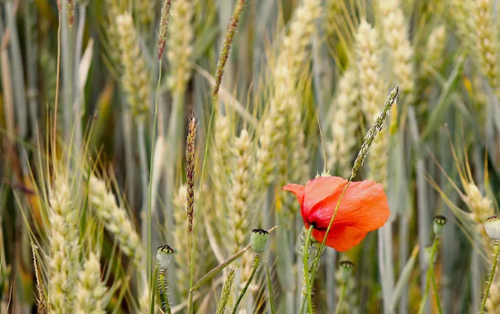 Pollenallergie Ausloeser Getreidepollen Getreideären mit einer Mohnpflanze im Vordergrund