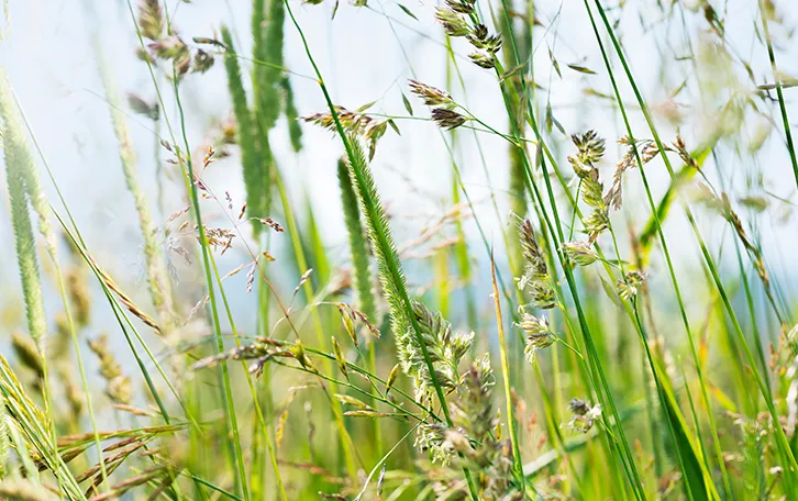 Pollenallergie Ausloeser Gräserpollen Gräserblüten einer Wiese