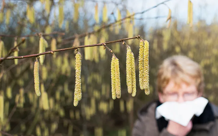 Pollenallergie Ausloeser Haselpollen Im Vordergrund sind Haselblüten und im Hintergrund verschwommen putzt sich jemand die Nase