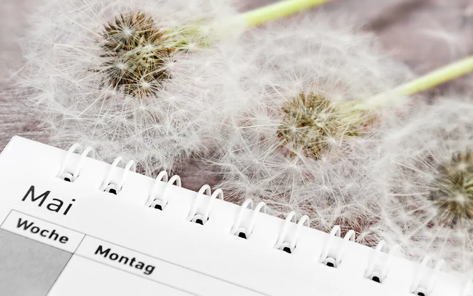 Pollenflugkalender im Blick beim Sport Pusteblumen mit einem Ausschnitt von einem Kalender