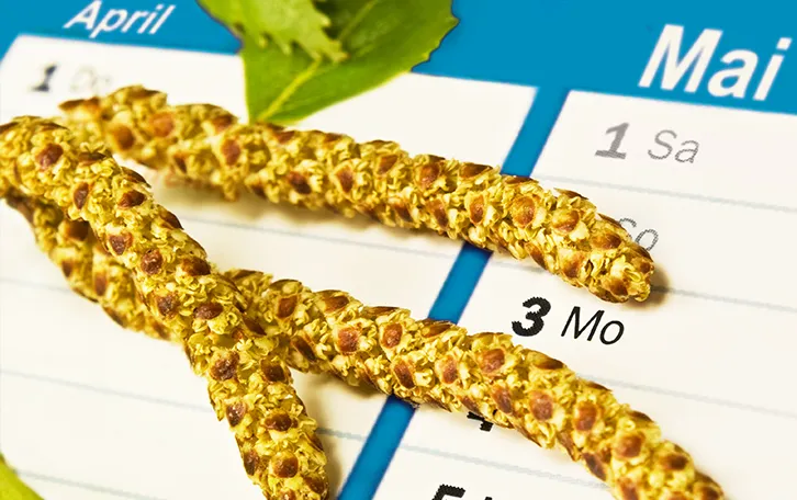 Blütenpollen vor einem Kalender