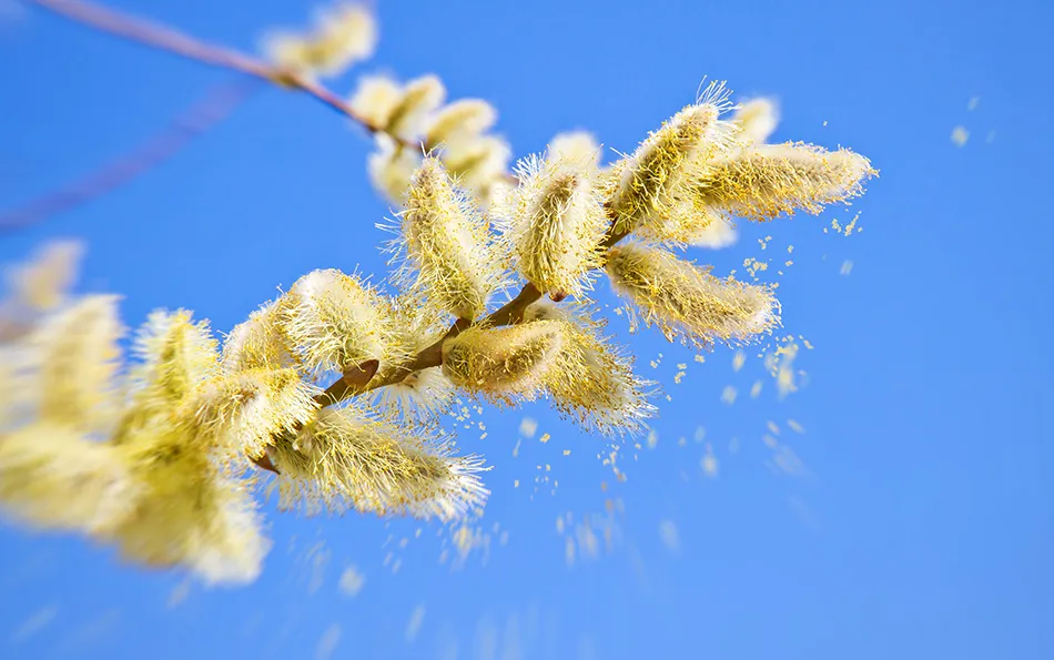 Strauchblüten mit Pollen drum herum