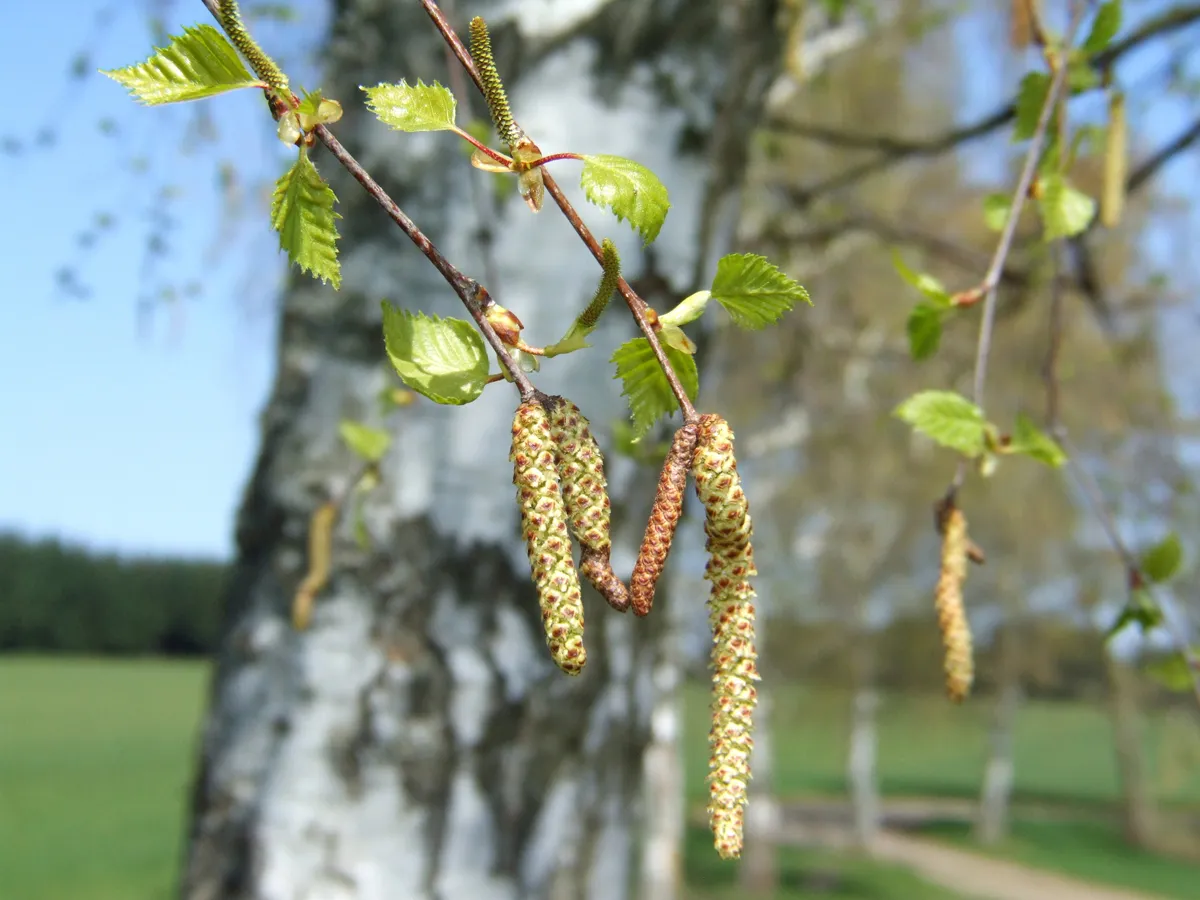Ursachen Birkenpollenallergie Nahaufnahme von Birkenblüten am Strauch