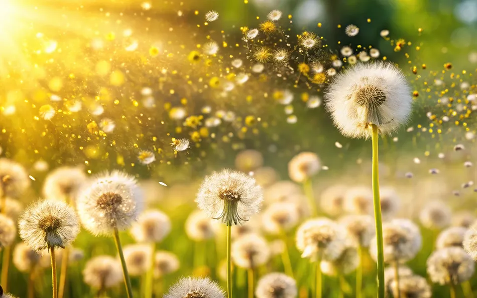 Ursachen Heuschnupfen Pollenflug Eine Wiese voll mit Löwenzahnblüten und fliegenden Blütenpollen