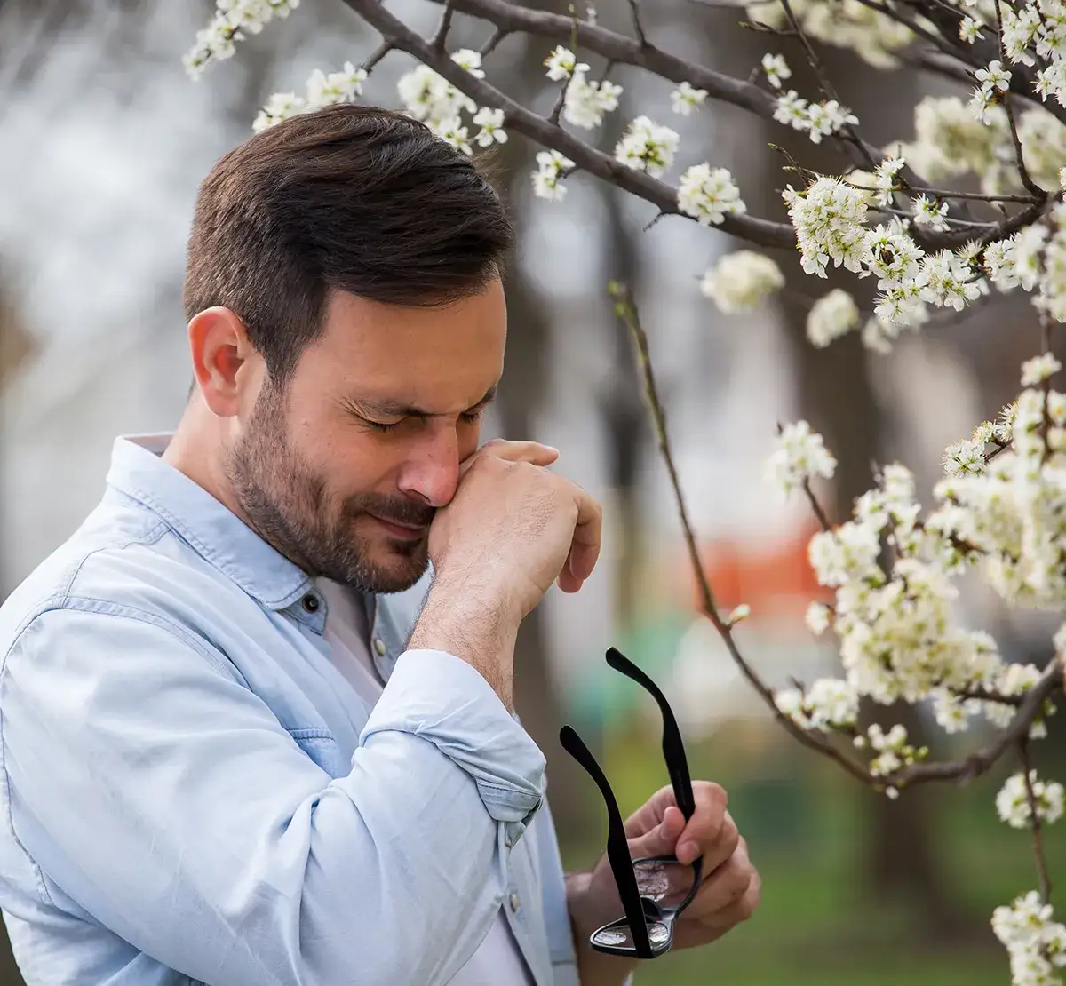 Ursachen Immunreaktion Blütenstaub Ein Mann mit geschlossenen Augen und Brille in der Hand reibt sich vor einem weiß blühenden Baum die Nase